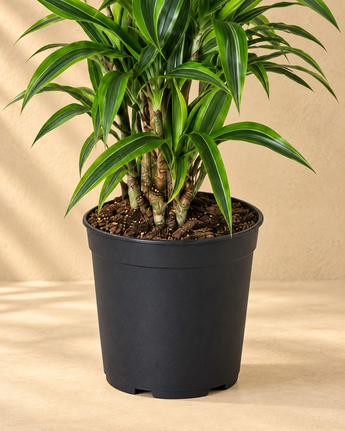 Nederste del af Dragetræ (Dracaena fragrans 'Lemon Lime') med dyrkningspotten