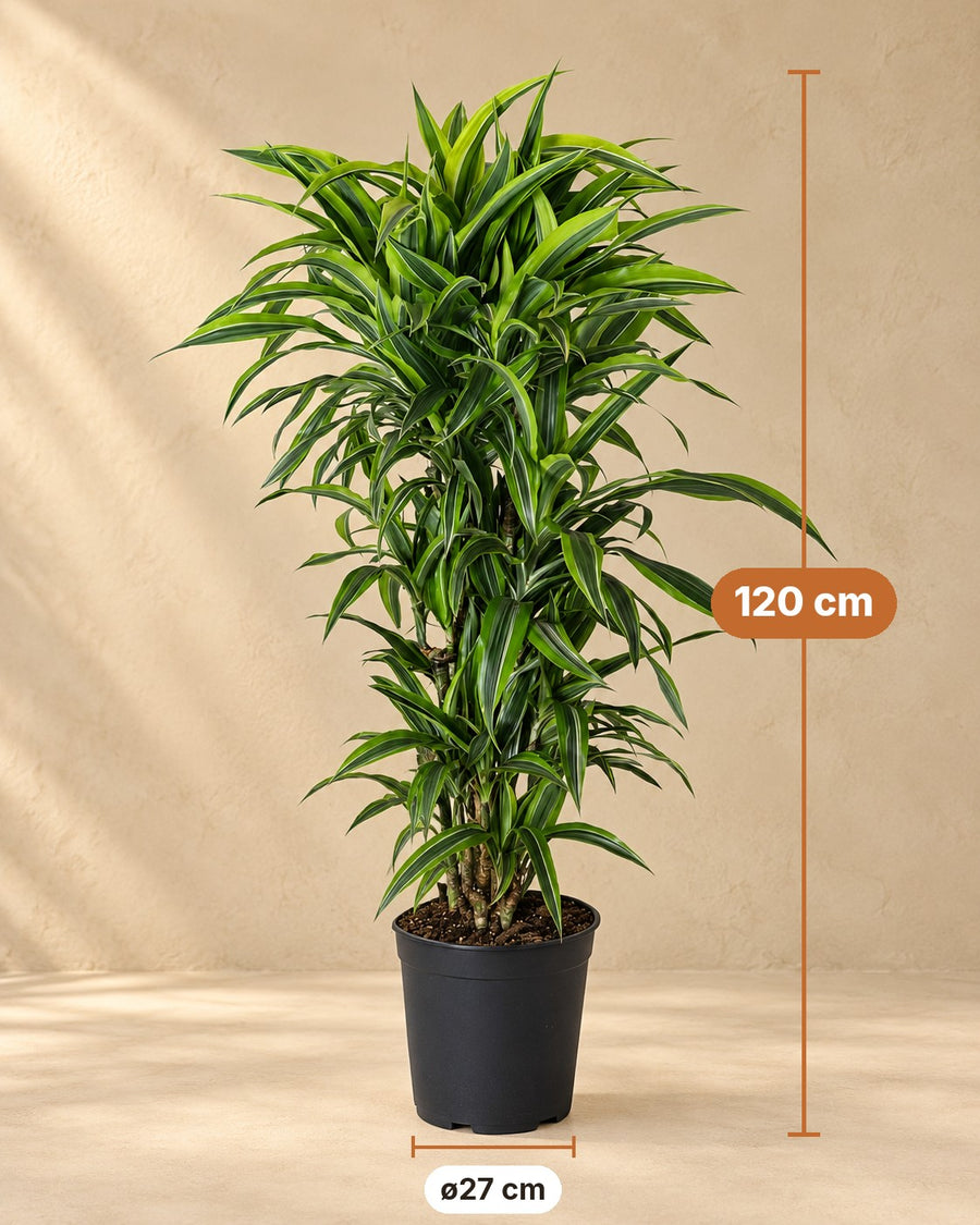 Dragetræ (Dracaena fragrans 'Lemon Lime') forgrenet 120 cm høj, potte ø27 cm