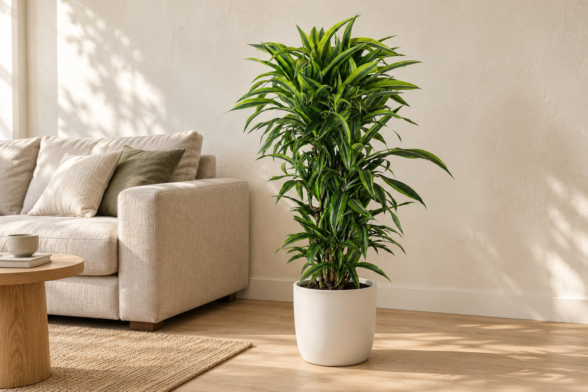 Dragetræ, 120 cm, i a white ceramic planter i en lys stue