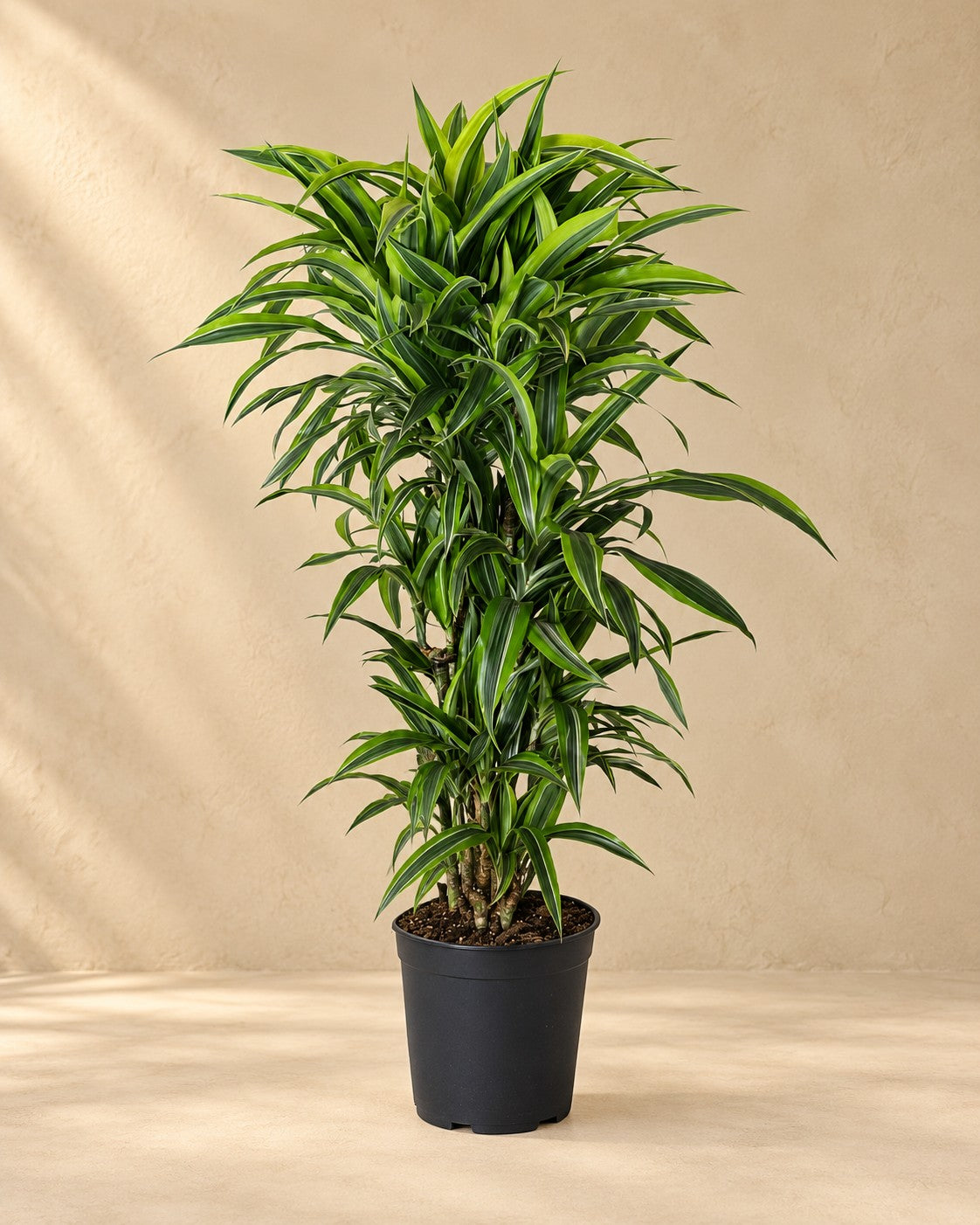 Drakenboom (Dracaena fragrans 'Lemon Lime') van 120 cm hoog in kweekpot van 27 cm
