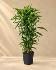 Dragetræ (Dracaena fragrans 'Lemon Lime'), 120 cm høj i en 27 cm dyrkningspotte