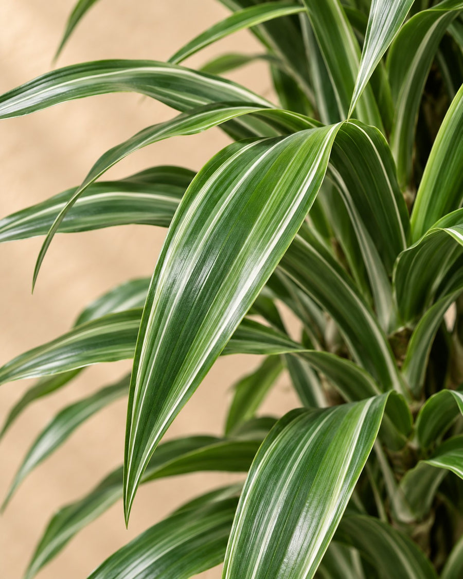 Dracena (Dracaena fragrans 'Warneckei') 100 cm di altezza, vaso ø27 cm