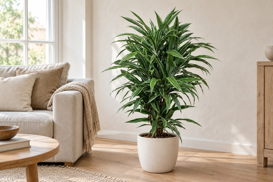Dracena (Dracaena fragrans 'Warneckei') 100 cm di altezza, vaso ø27 cm
