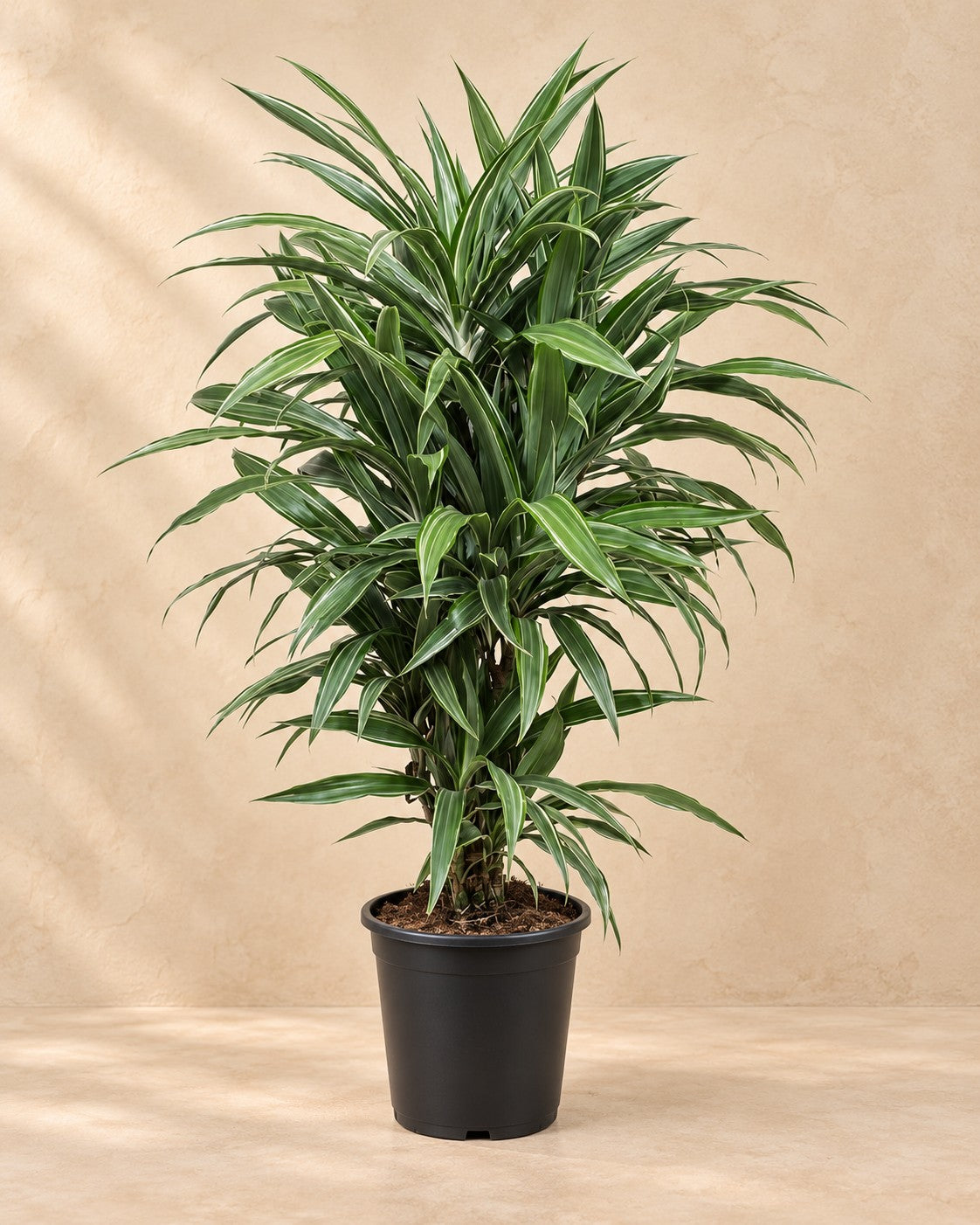 Drakenboom (Dracaena fragrans 'Warneckei') van 100 cm hoog in kweekpot van 27 cm