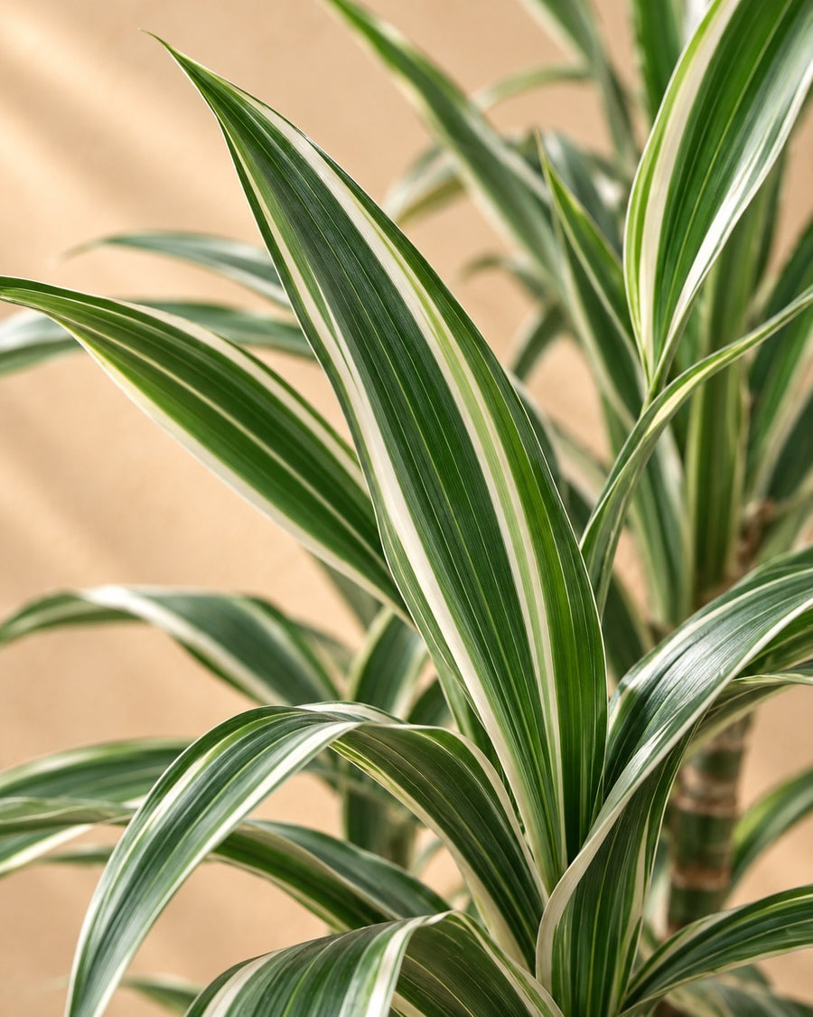 Dragon tree (Dracaena fragrans 'Warneckei') 130 cm tall, pot ø27 cm