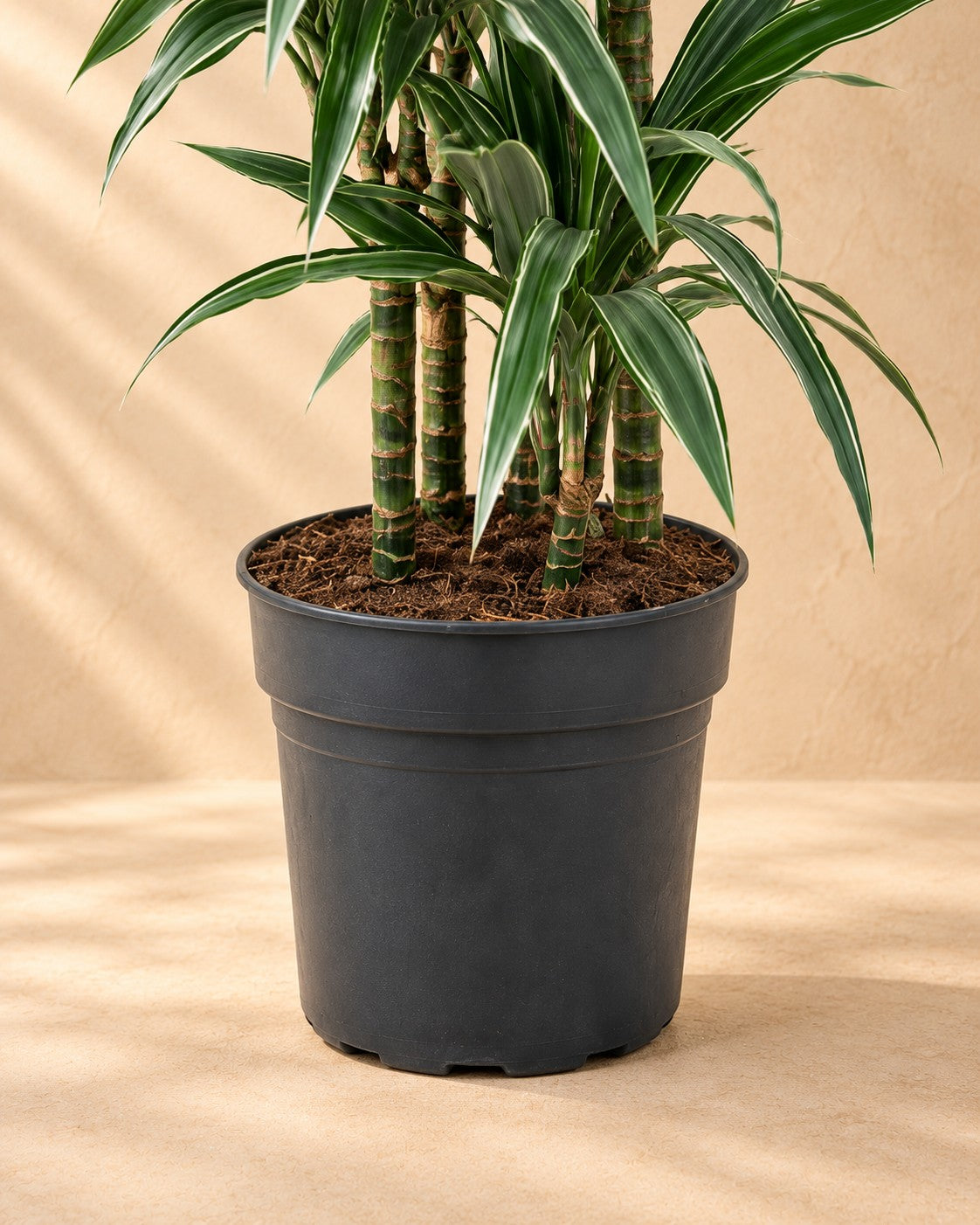 Lower part of the Dragon tree (Dracaena fragrans 'Warneckei') with its nursery pot