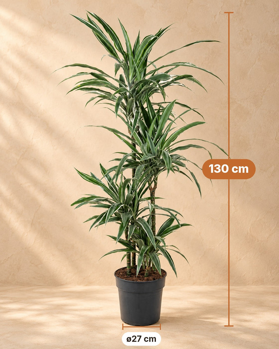 Dragon tree (Dracaena fragrans 'Warneckei') 130 cm tall, pot ø27 cm