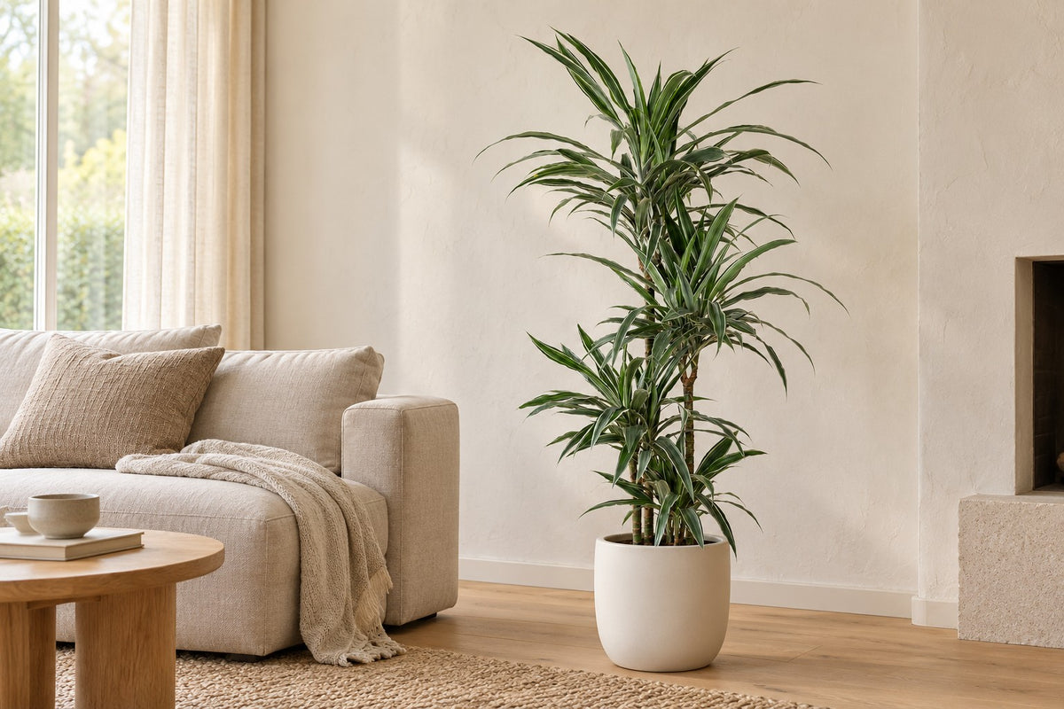 Dragon tree, 130 cm, in a white ceramic planter in a bright living room