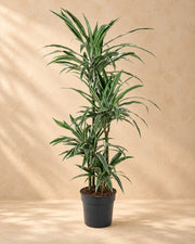 Dragon tree (Dracaena fragrans 'Warneckei'), 130 cm tall in a 27 cm nursery pot