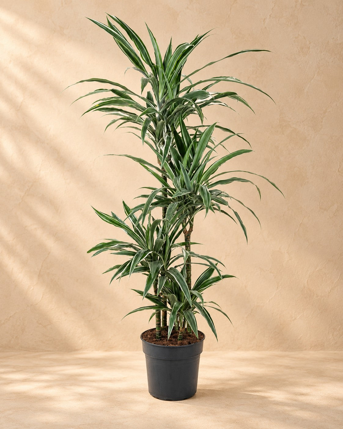 Dragon tree (Dracaena fragrans 'Warneckei'), 130 cm tall in a 27 cm nursery pot