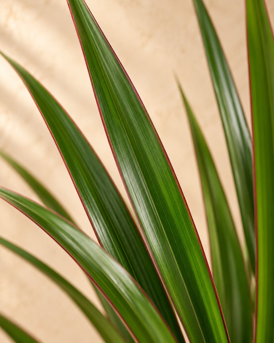 Dracena (Dracaena marginata) 110 cm hög, kruka ø21 cm