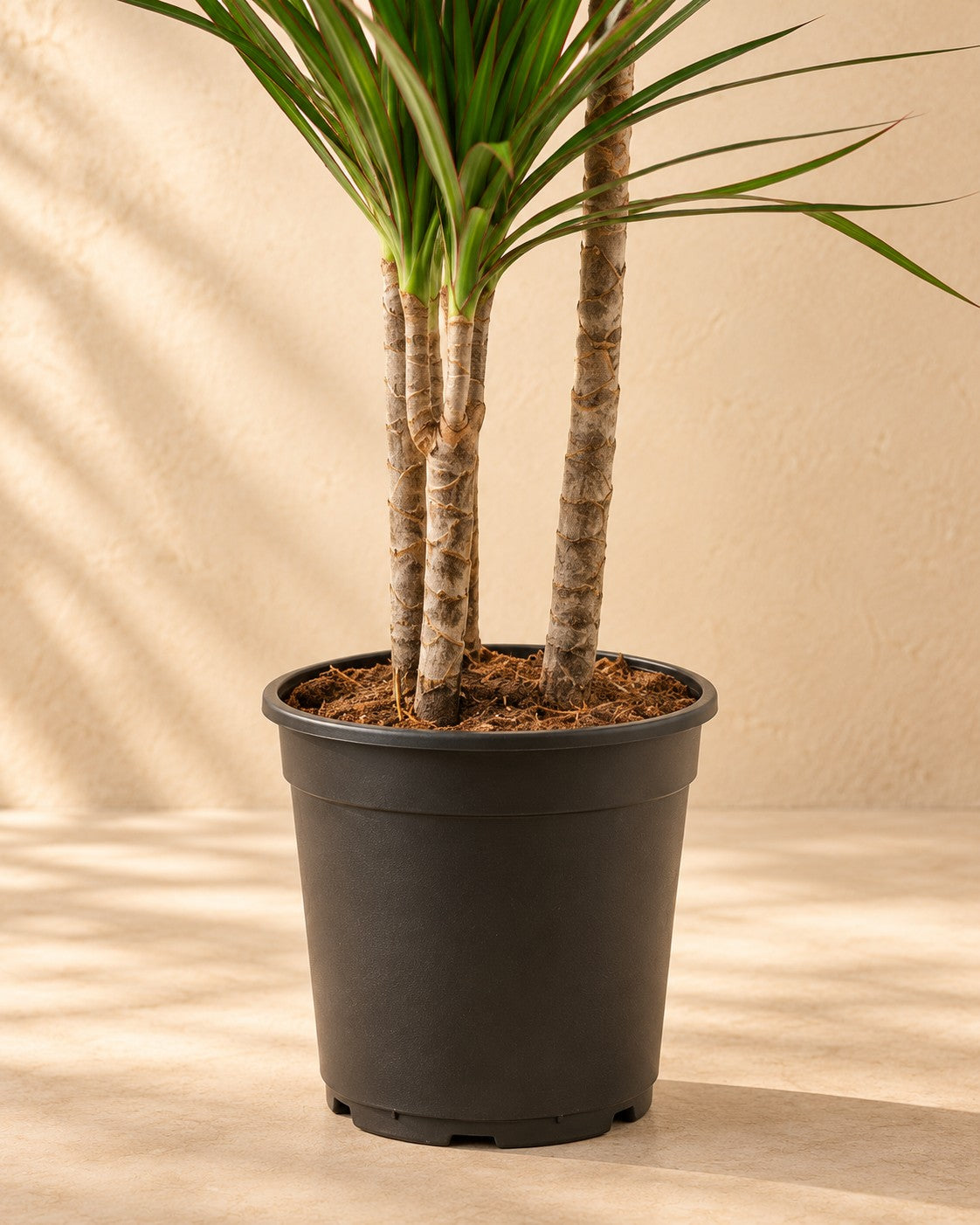 Nedre delen av Dracena (Dracaena marginata) med odlingskrukan