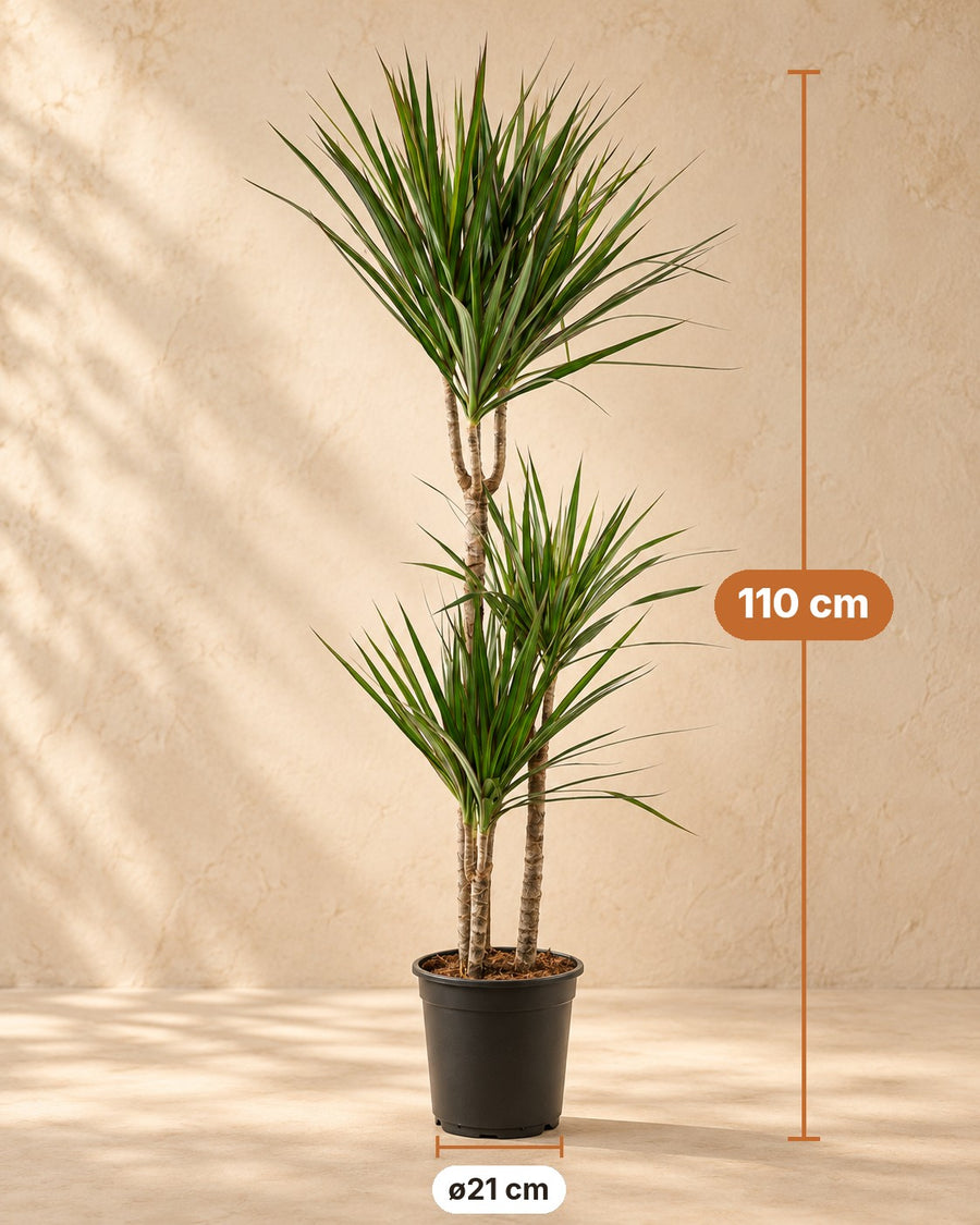 Dracena (Dracaena marginata) 110 cm hög, kruka ø21 cm