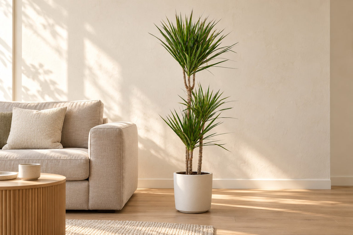 Dracena, 110 cm, i a white ceramic planter i ett ljust vardagsrum