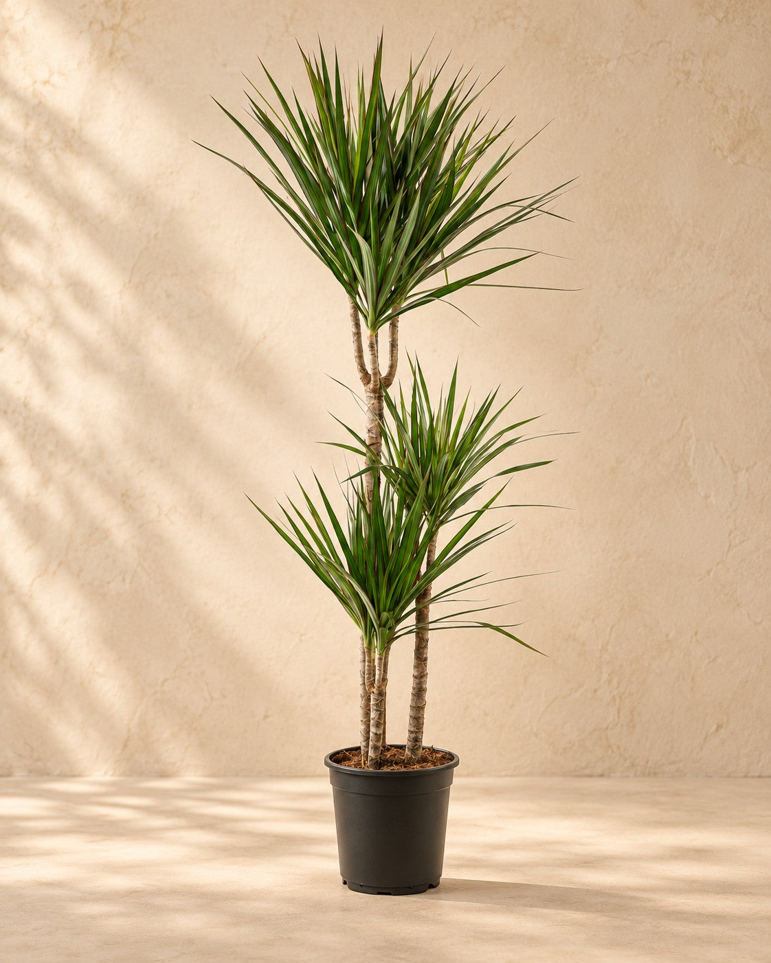 Drakenboom (Dracaena marginata) van 110 cm hoog in kweekpot van 21 cm
