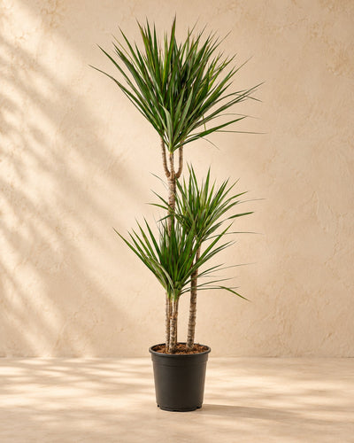 Dracena (Dracaena marginata), 110 cm hög i en 21 cm odlingskruka