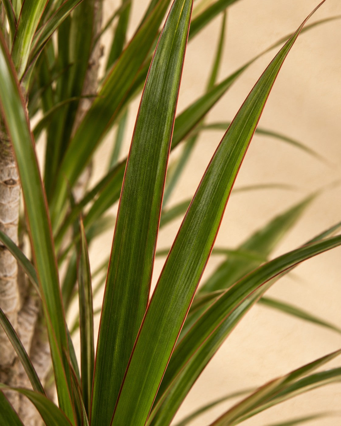 Close-up van het blad van de Drakenboom (Dracaena marginata)
