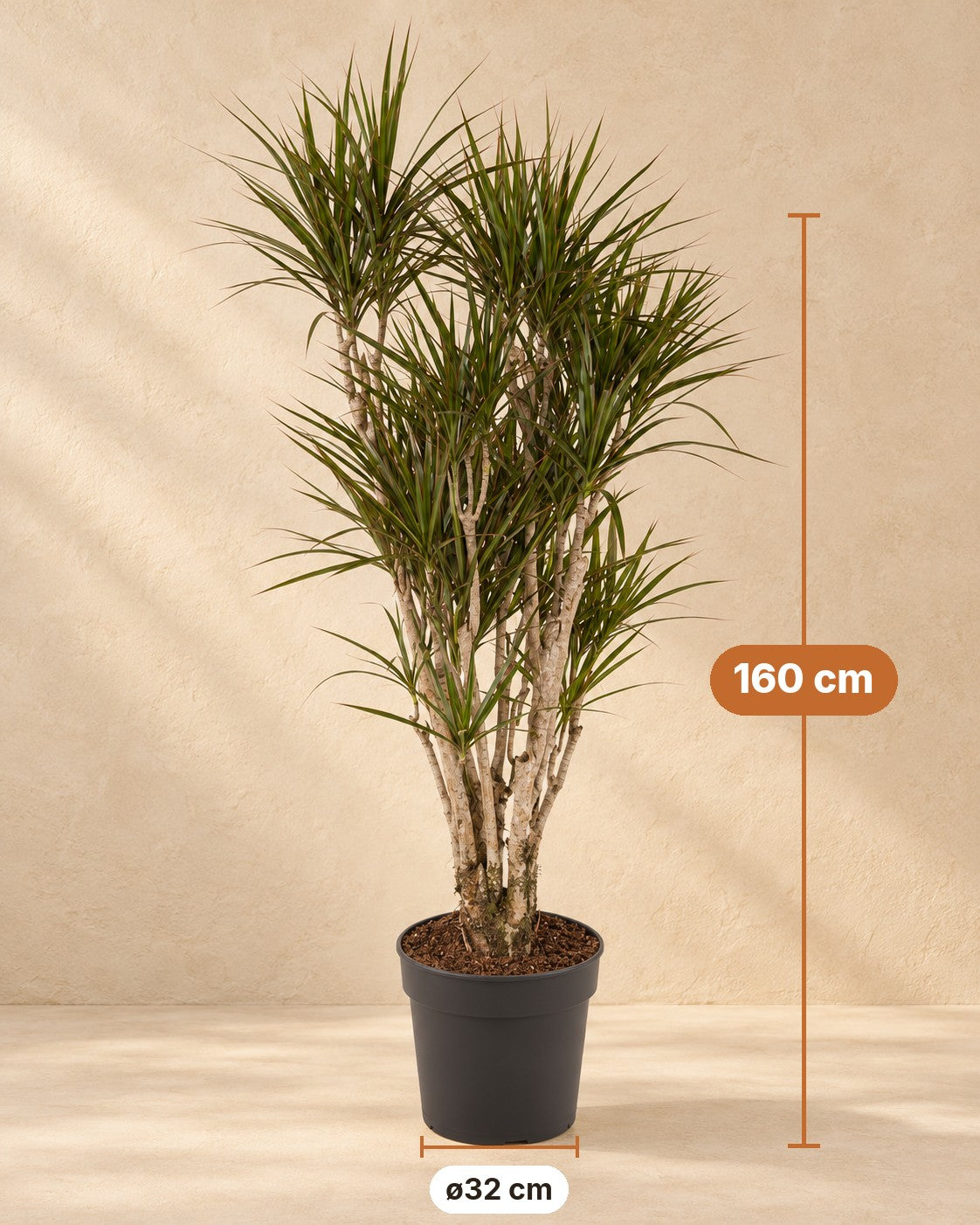 Afmetingen Drakenboom: 160 cm hoog, pot ø32 cm