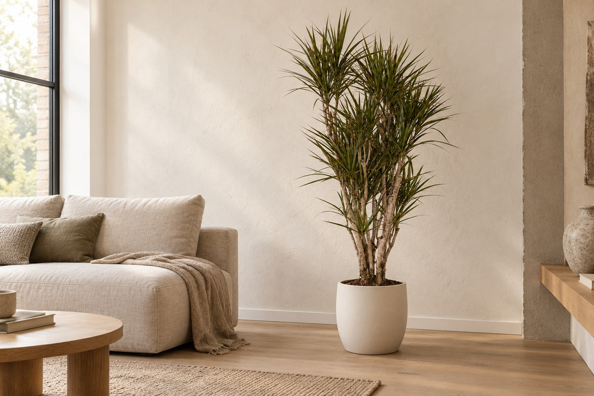 Dragon tree, 160 cm, in a white ceramic planter in a bright living room