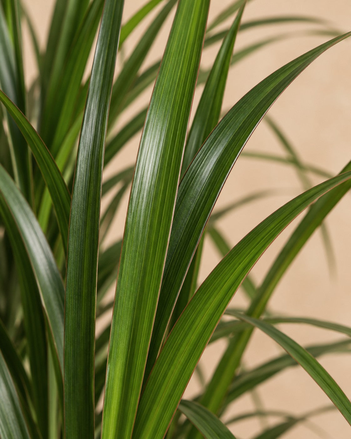 Close-up van het blad van de Drakenboom (Dracaena marginata)