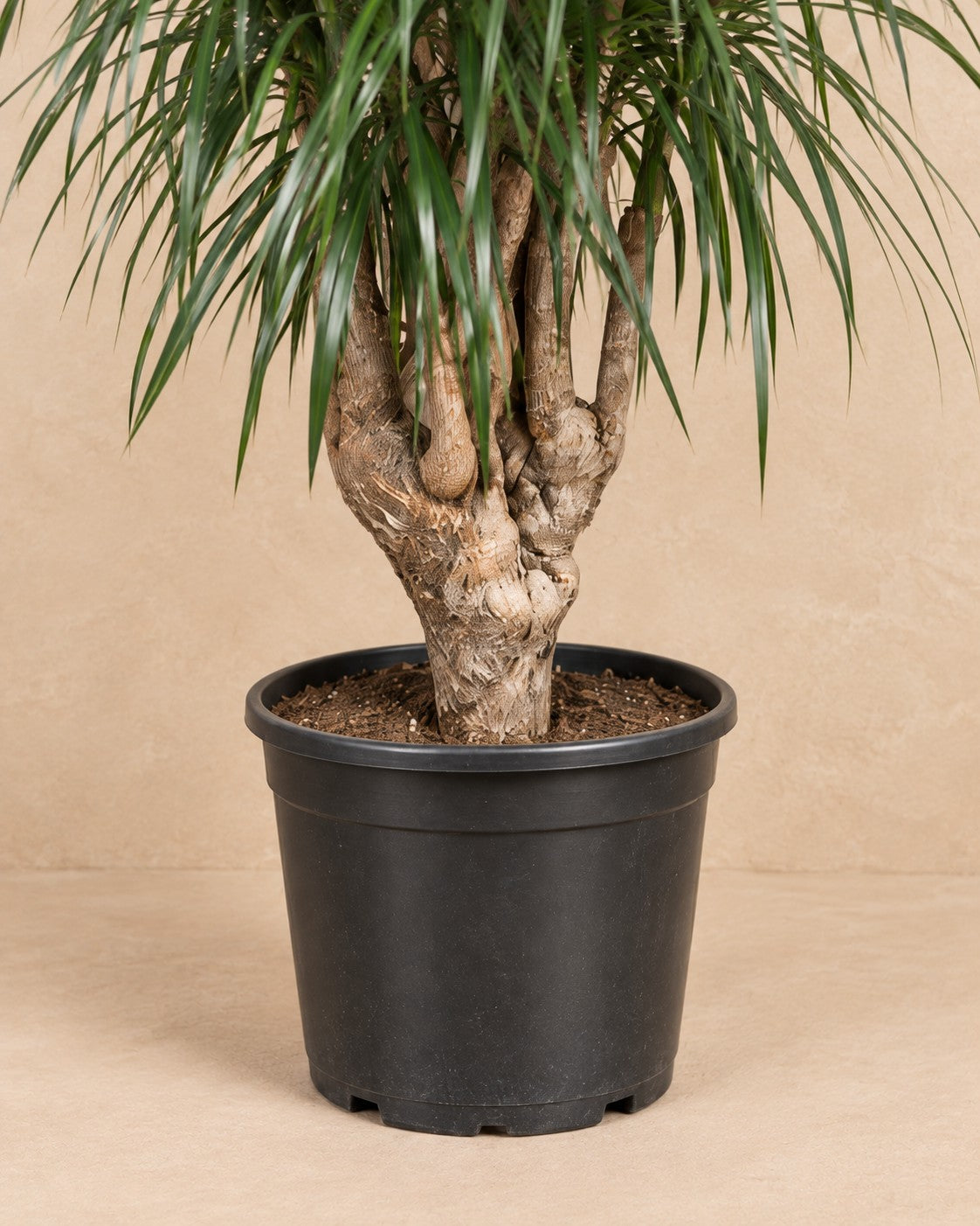 Nedre delen av Drakträd (Dracaena marginata) med odlingskrukan