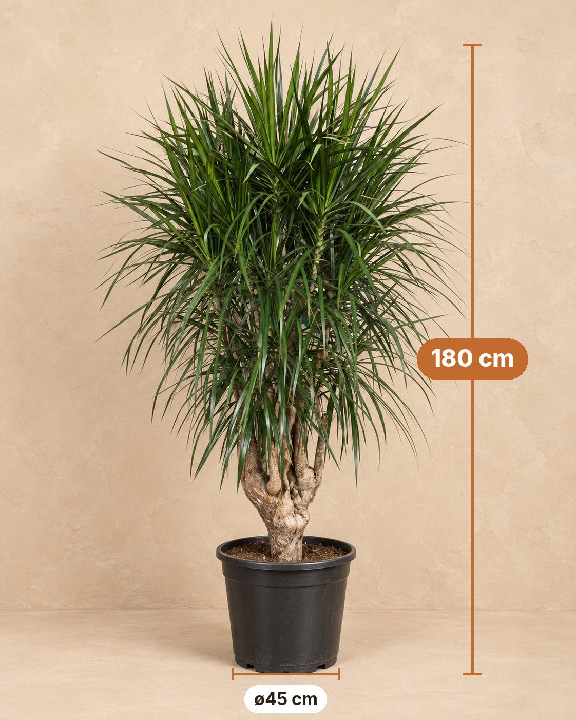 Mått Drakträd: 180 cm hög, kruka ø45 cm