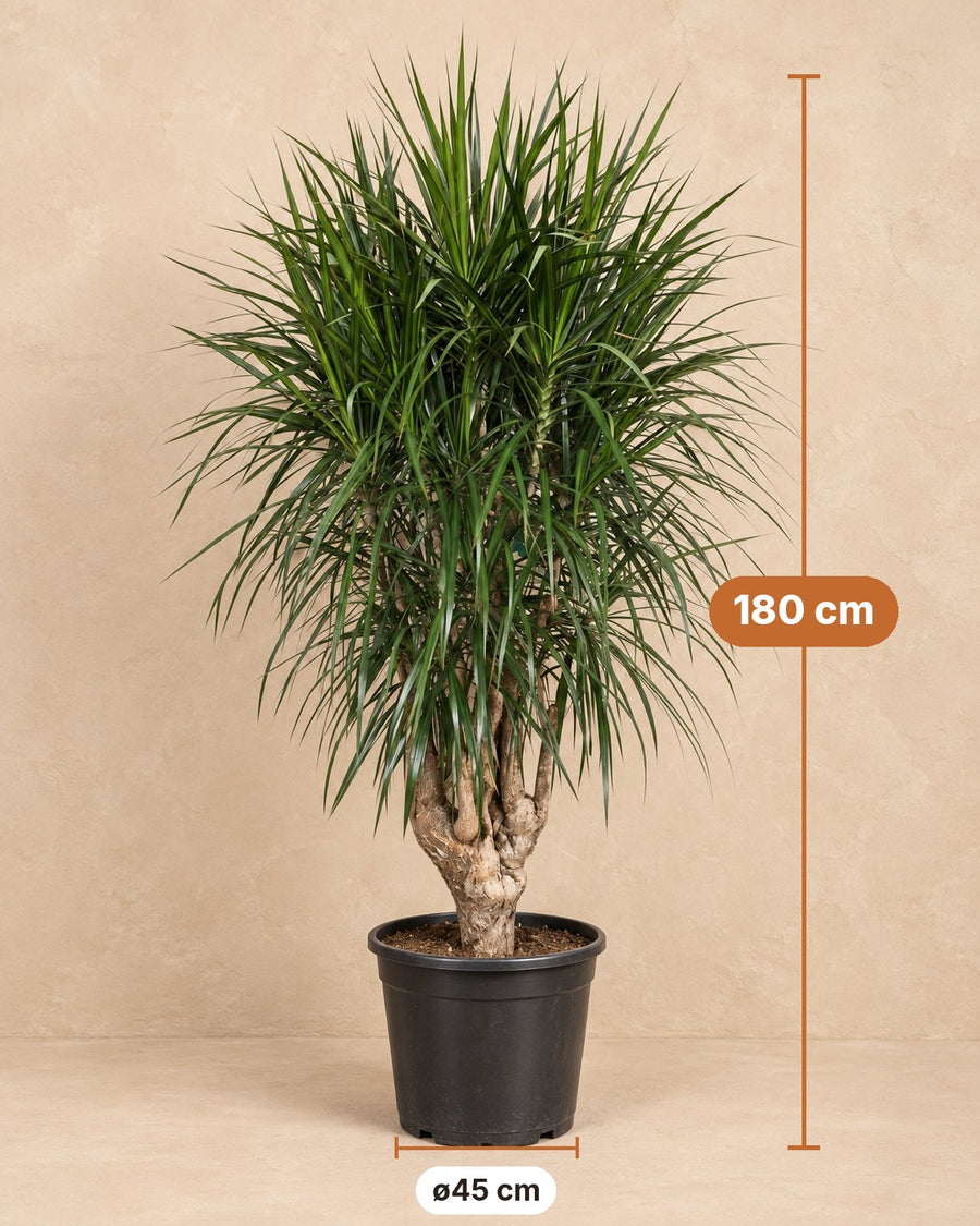 Drakträd (Dracaena marginata) 180 cm högt, kruka ø45 cm