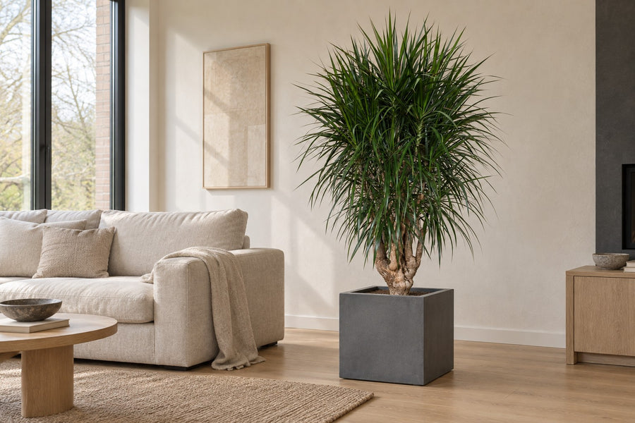 Drakträd (Dracaena marginata) 180 cm högt, kruka ø45 cm