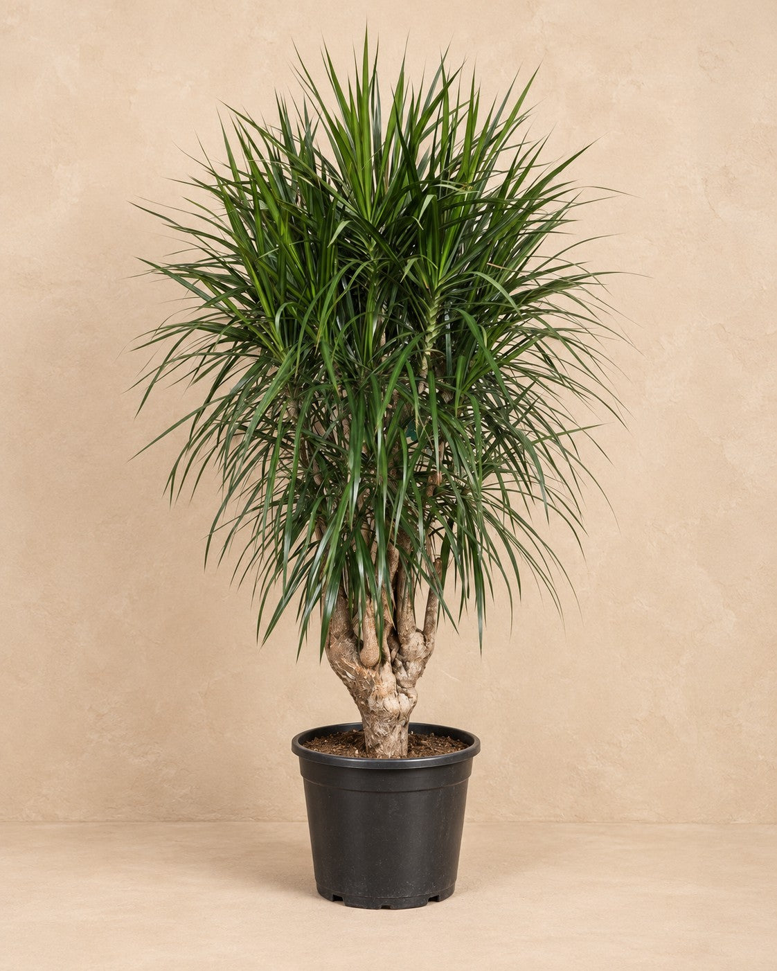 Drakenboom (Dracaena marginata) van 180 cm hoog in kweekpot van 45 cm