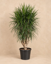 Drakträd (Dracaena marginata), 180 cm hög i en 45 cm odlingskruka