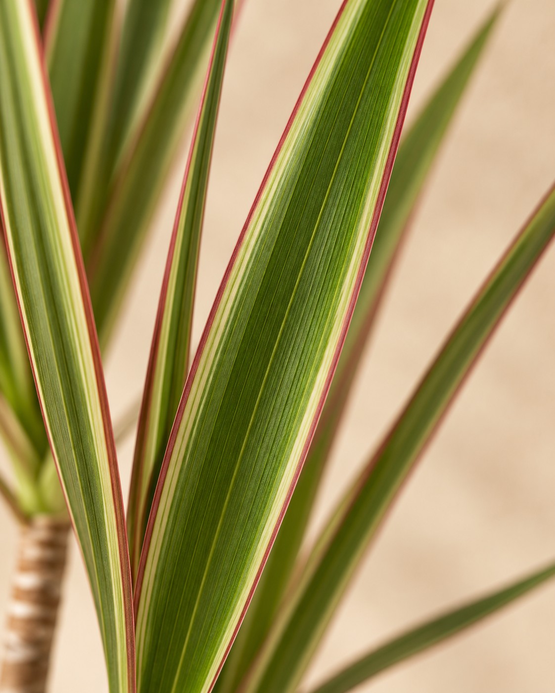 Close-up van het blad van de Drakenboom (Dracaena marginata 'Bicolor')
