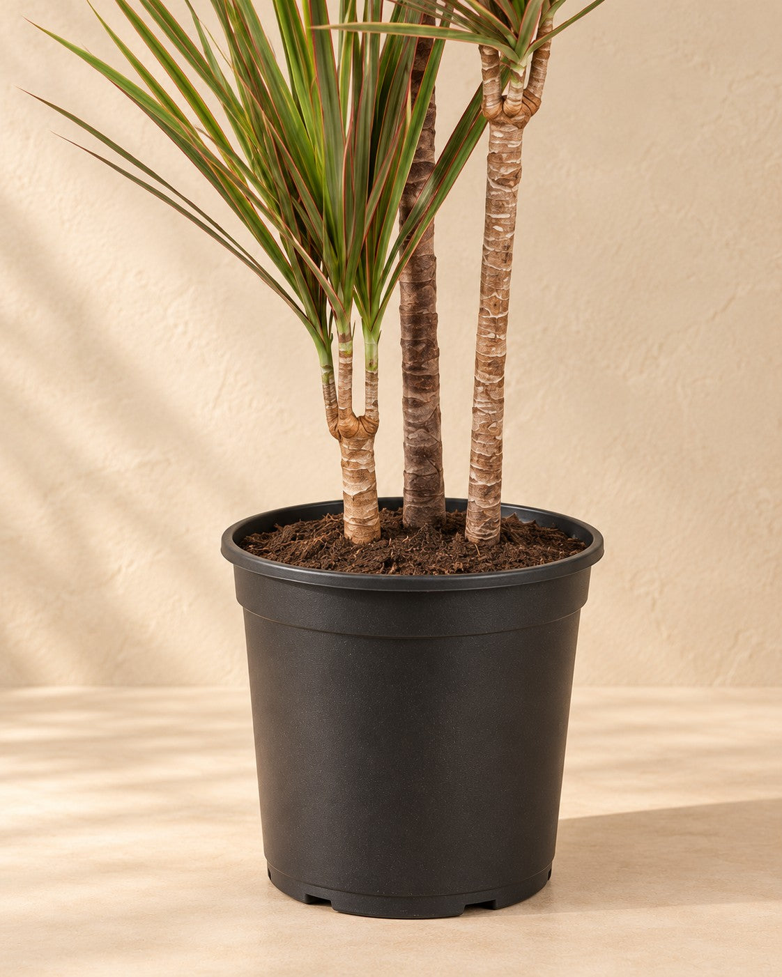 Onderste deel van de Drakenboom (Dracaena marginata 'Bicolor') met de kweekpot