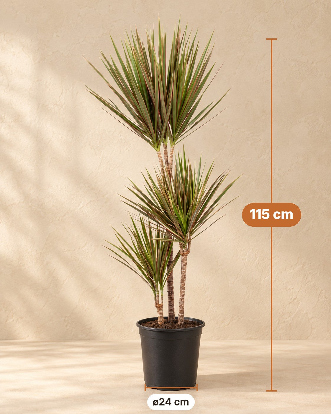 Afmetingen Drakenboom: 115 cm hoog, pot ø24 cm