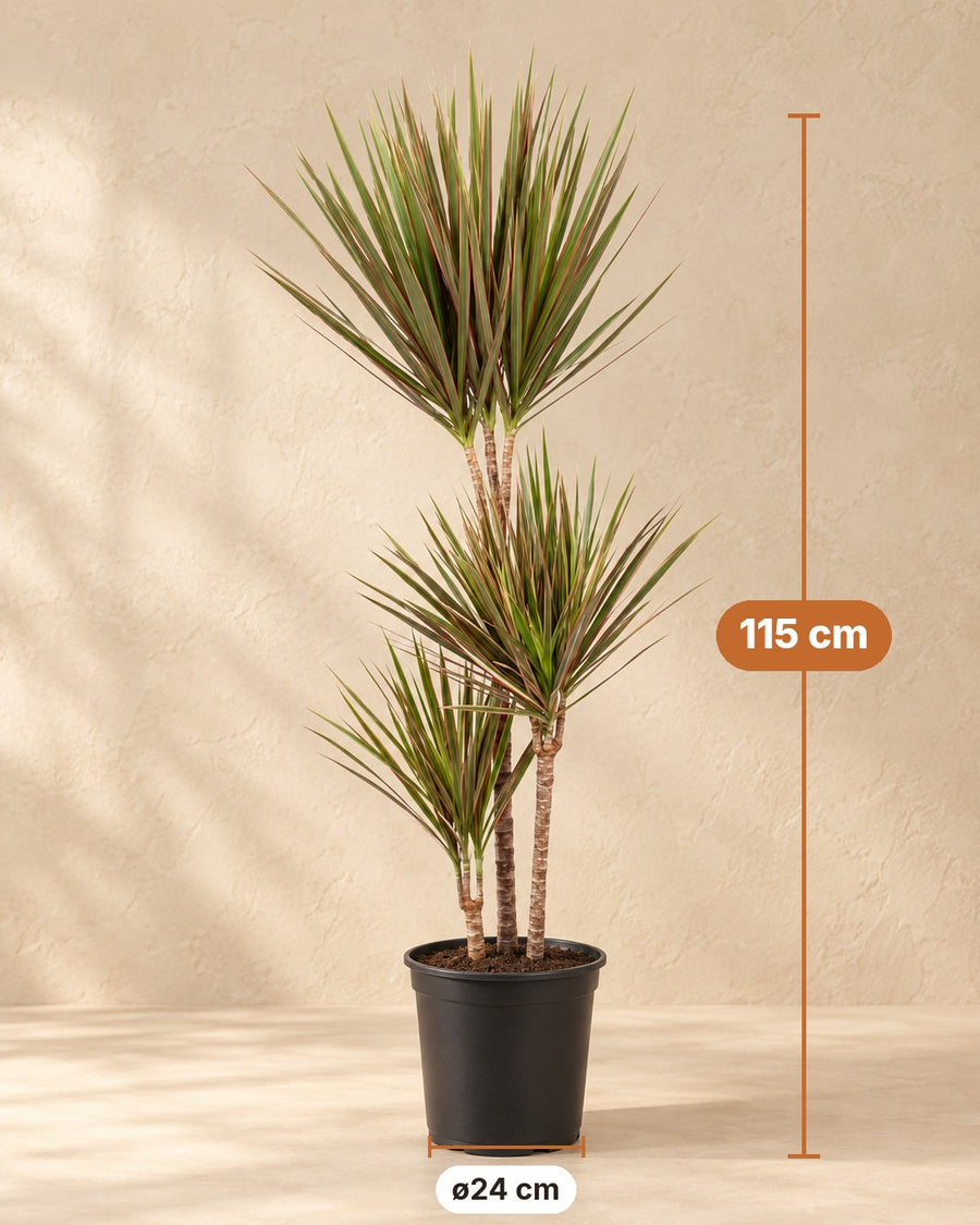 Drakenboom (Dracaena marginata 'Bicolor') 115 cm hoog, pot ø24 cm