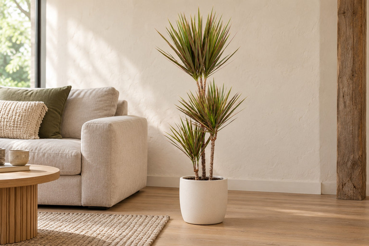 Drakenboom van 115 cm in een witte keramische pot in een lichte woonkamer