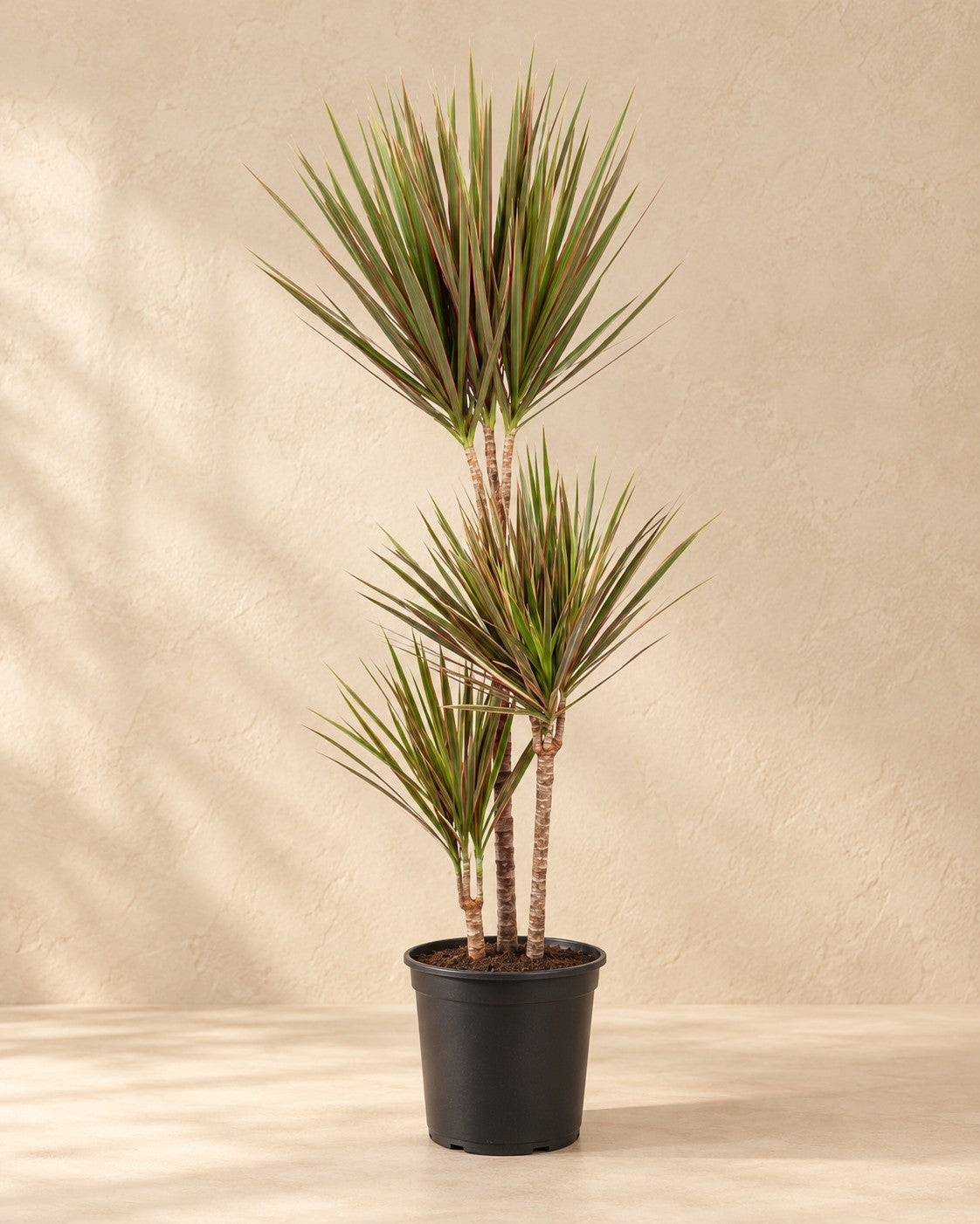Drakenboom (Dracaena marginata 'Bicolor') van 115 cm hoog in kweekpot van 24 cm