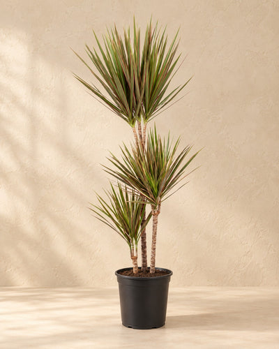 Drakenboom (Dracaena marginata 'Bicolor') van 115 cm hoog in kweekpot van 24 cm