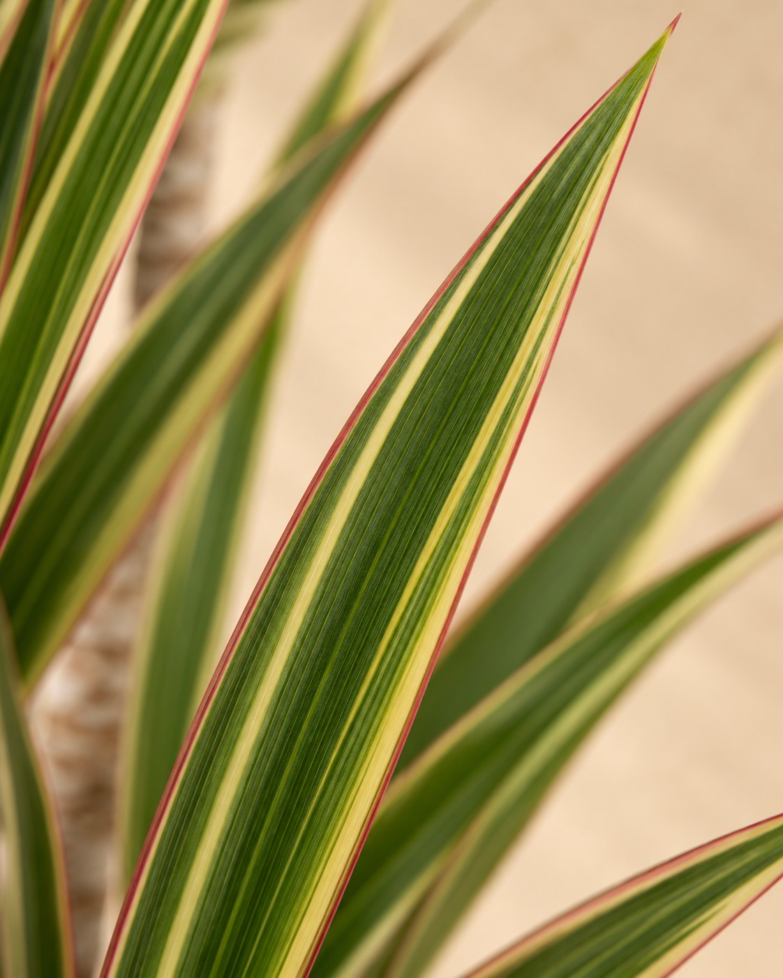 Close-up van het blad van de Drakenboom (Dracaena marginata 'Bicolor')