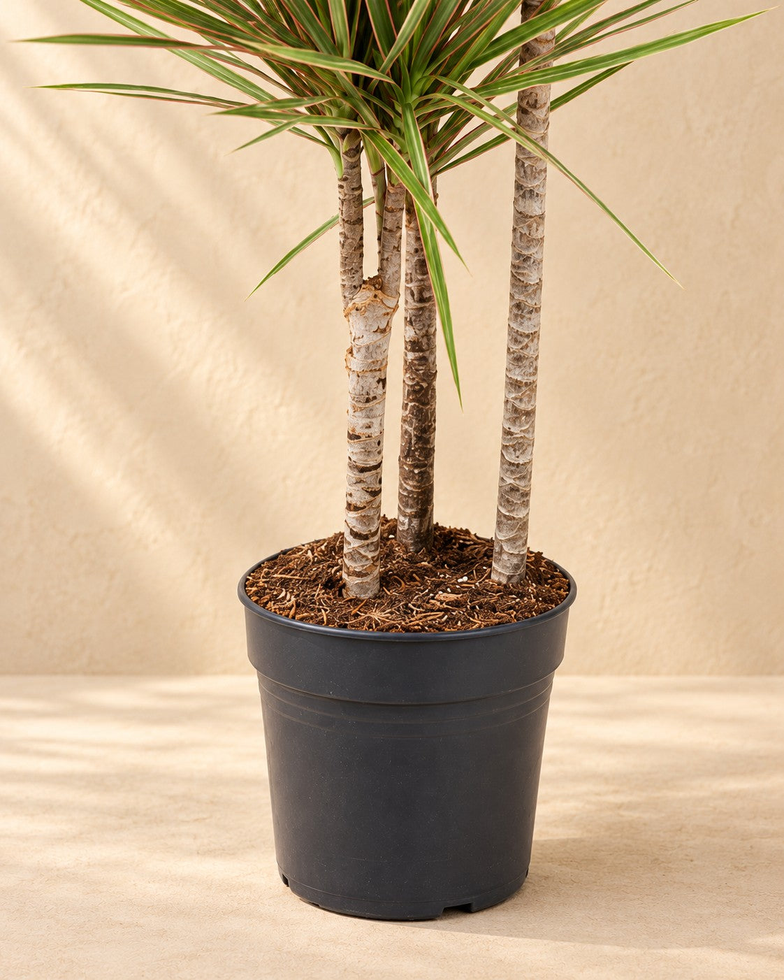 Onderste deel van de Drakenboom (Dracaena marginata 'Bicolor') met de kweekpot