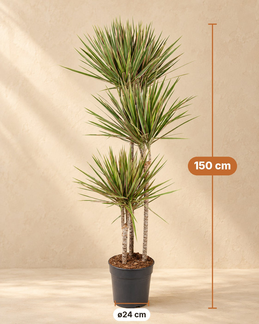 Drakenboom (Dracaena marginata 'Bicolor') 150 cm hoog, pot ø24 cm