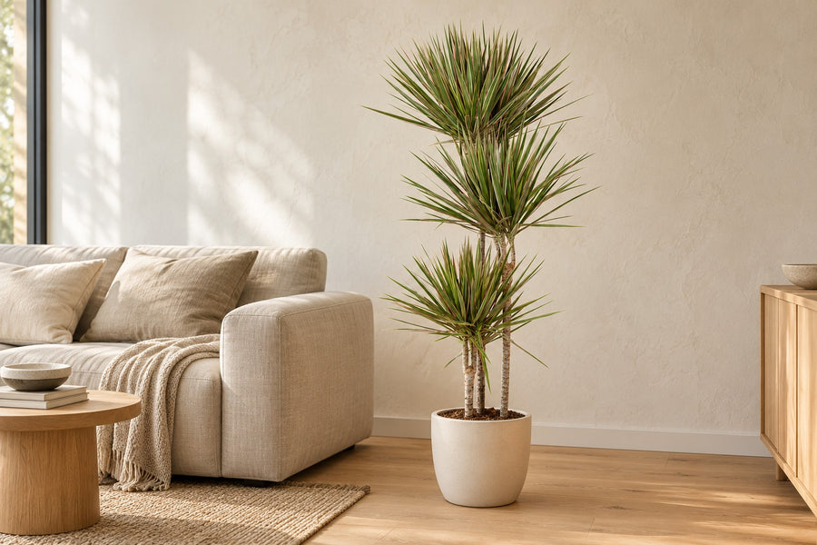 Drakenboom (Dracaena marginata 'Bicolor') 150 cm hoog, pot ø24 cm