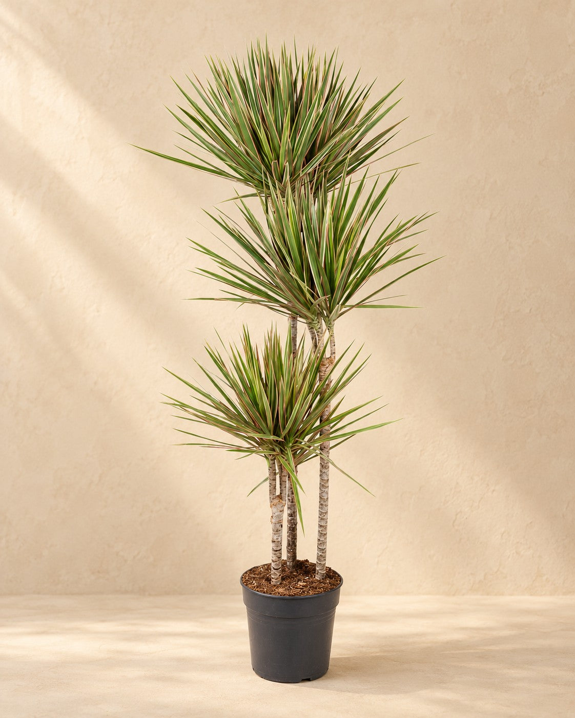 Drakenboom (Dracaena marginata 'Bicolor') van 150 cm hoog in kweekpot van 24 cm
