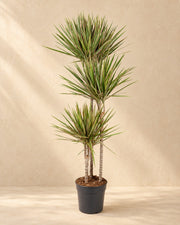 Drakenboom (Dracaena marginata 'Bicolor') van 150 cm hoog in kweekpot van 24 cm