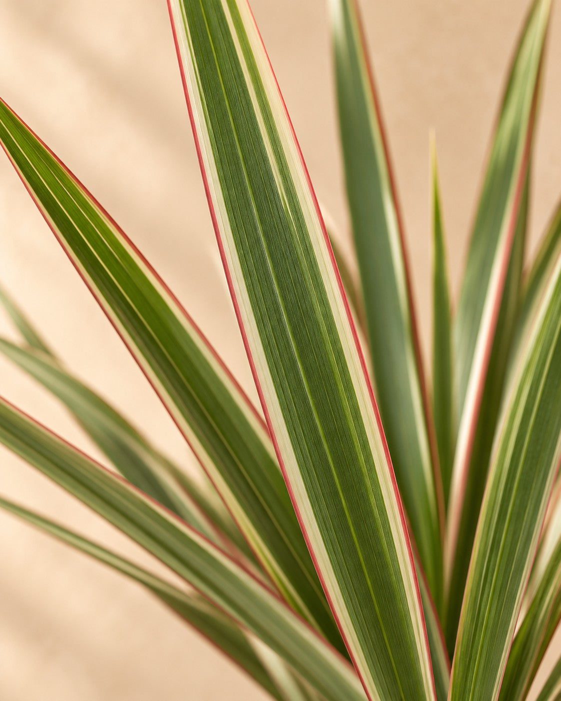 Close-up van het blad van de Drakenboom (Dracaena marginata 'Bicolor')