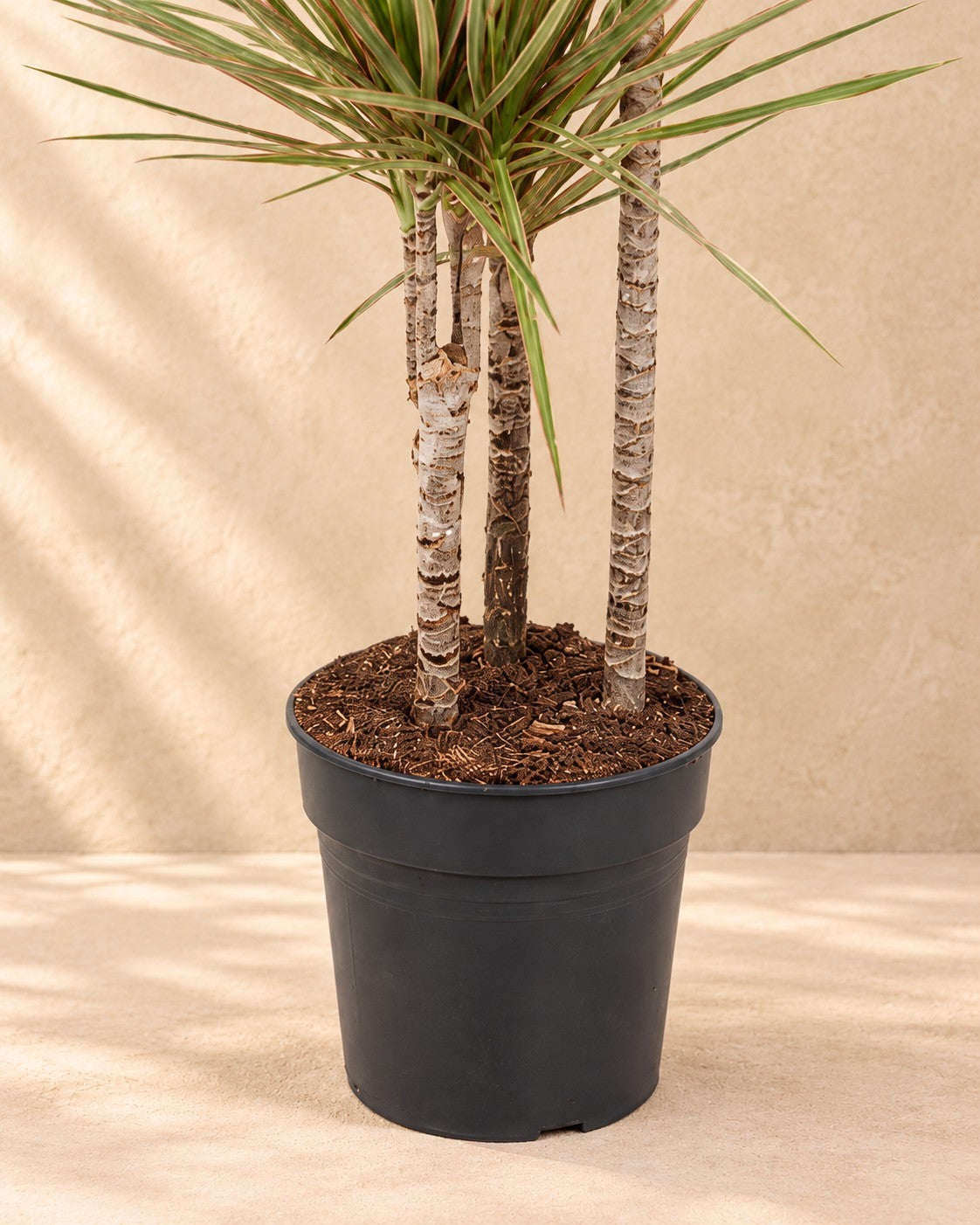 Onderste deel van de Drakenboom (Dracaena marginata 'Bicolor') met de kweekpot