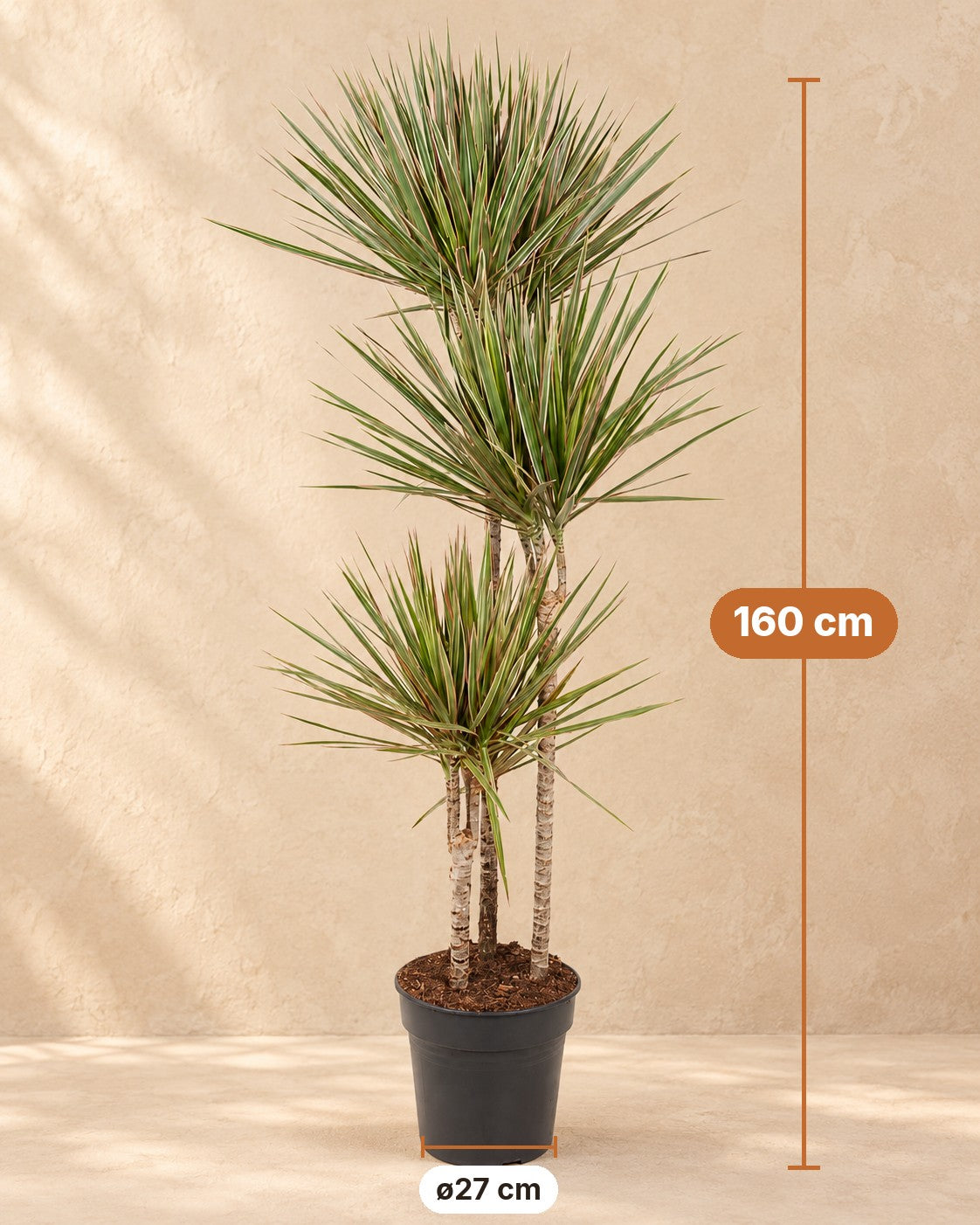 Afmetingen Drakenboom: 160 cm hoog, pot ø27 cm