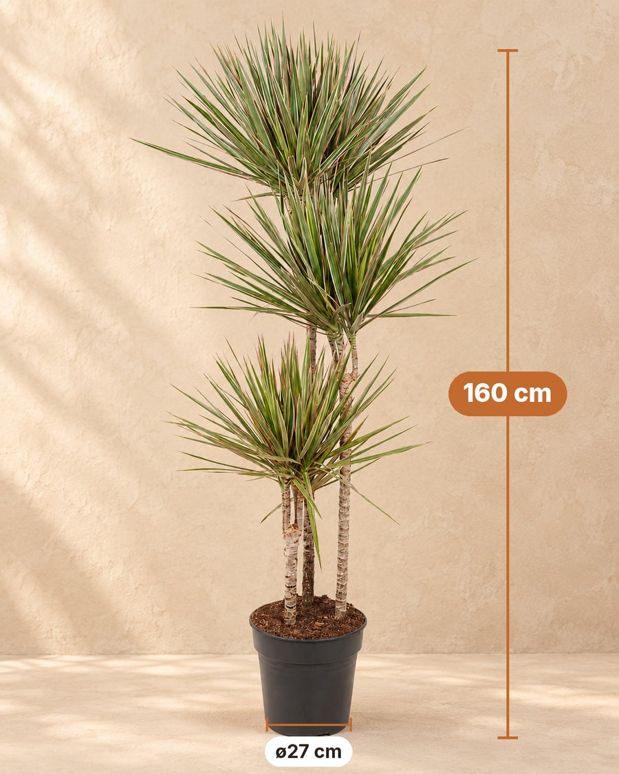 Drakenboom (Dracaena marginata 'Bicolor') 160 cm hoog, pot ø27 cm