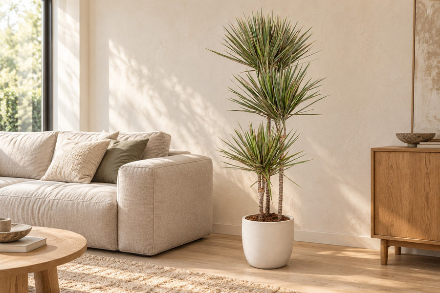Drakenboom (Dracaena marginata 'Bicolor') 160 cm hoog, pot ø27 cm
