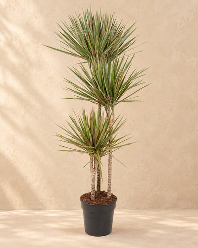 Drakenboom (Dracaena marginata 'Bicolor') van 160 cm hoog in kweekpot van 27 cm