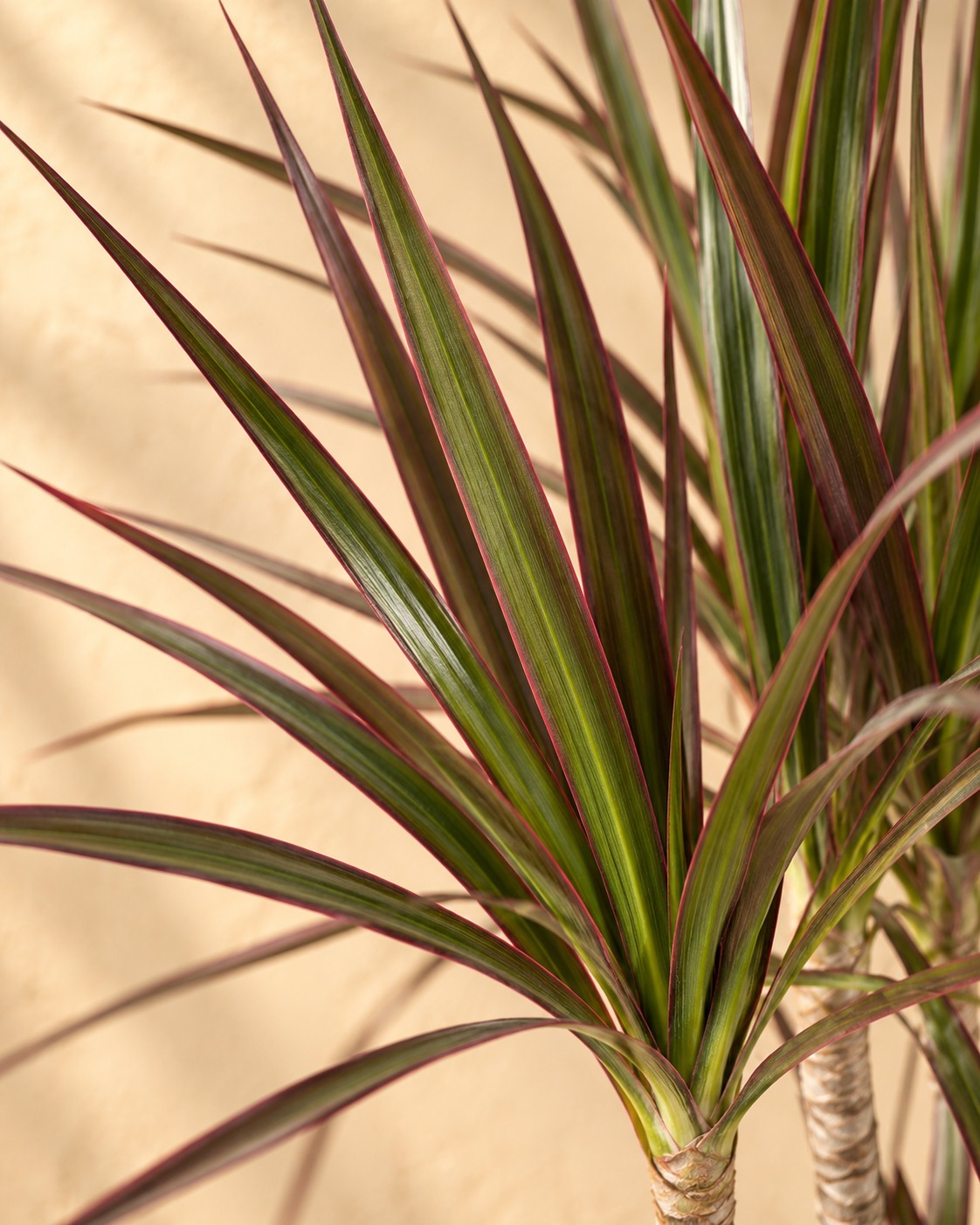 Primo piano delle foglie di Dracena (Dracaena marginata 'Magenta')